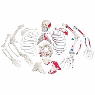 Disarticulated Skeleton with Painted Muscles