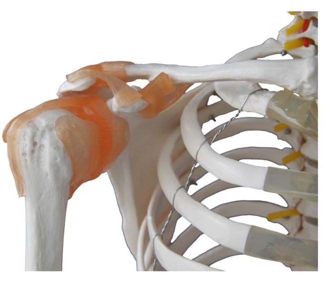 Skeleton with Muscles and Ligaments 180cm Tall - Image 2