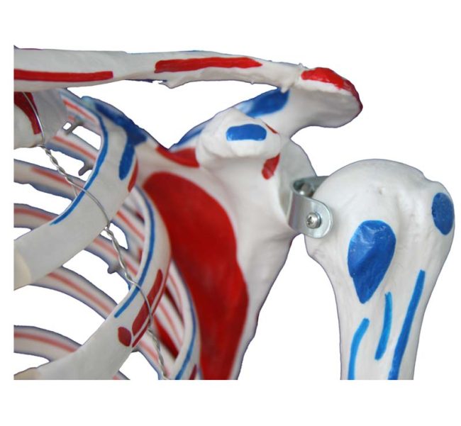 Skeleton with Muscles and Ligaments 180cm Tall - Image 3
