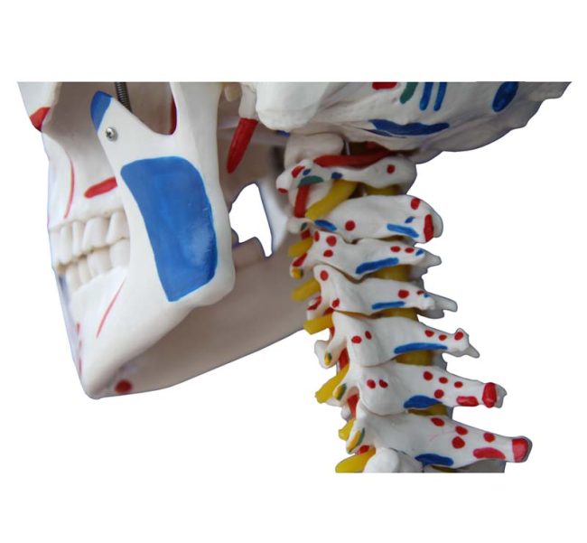 Skeleton with Muscles and Ligaments 180cm Tall - Image 4