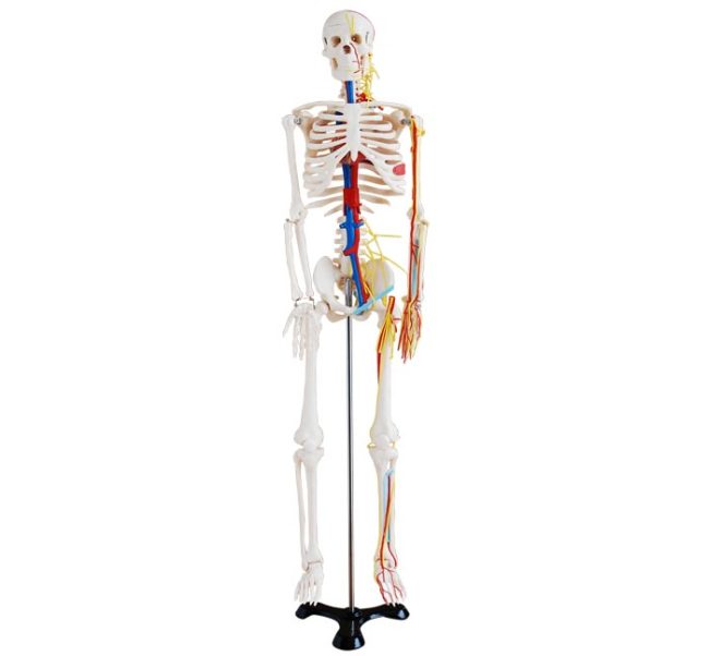 Skeleton with Nerves and Blood Vessels 85CM - Image 2