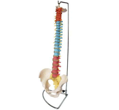 Didactic Vertebral Column with Pelvis