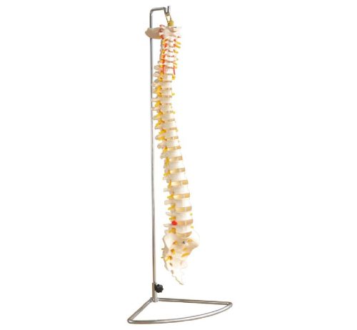 Life-Size Vertebral Column