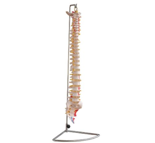 Vertebral Column with Painted Muscles