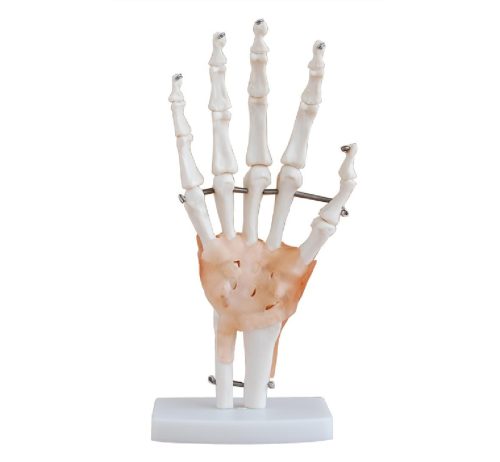 Life-Size Hand Joint with Ligaments