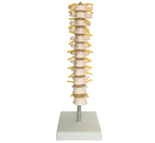 Thoracic Spinal Column