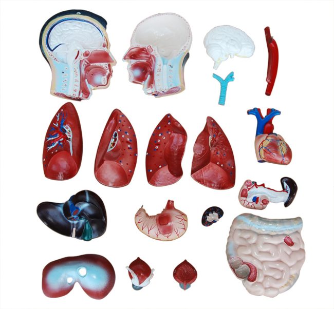 Male Torso  85CM- 19 Parts - Image 2