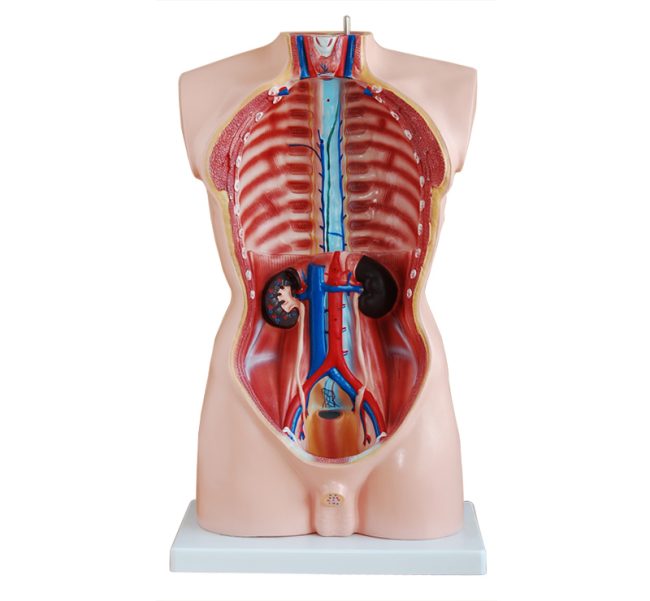 Male Torso  85CM- 19 Parts - Image 3