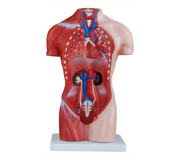 Male Torso  42CM -13 Parts - Image 2