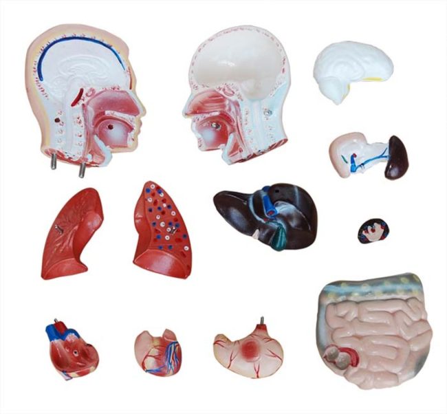 Male Torso  42CM -13 Parts - Image 3