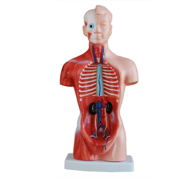Torso 26CM- 15 Parts - Image 2