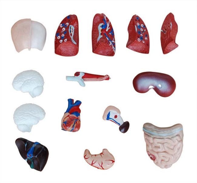 Torso 26CM- 15 Parts - Image 3
