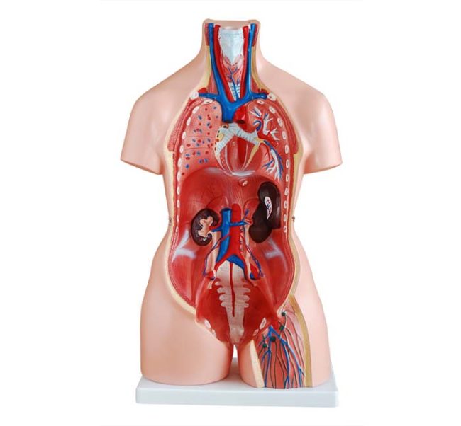 Unisex Torso 85CM- 23 Parts - Image 3