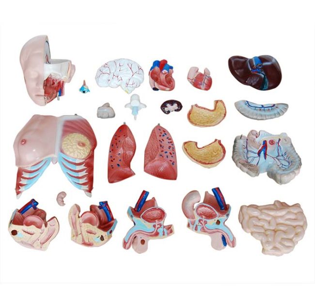 Unisex Torso 85CM- 23 Parts - Image 4