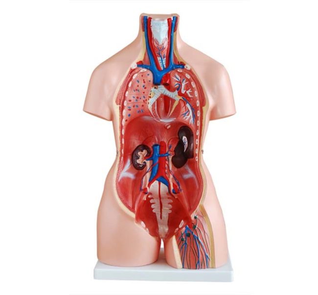 Tri-sex Torso 85CM - 21 Parts - Image 3