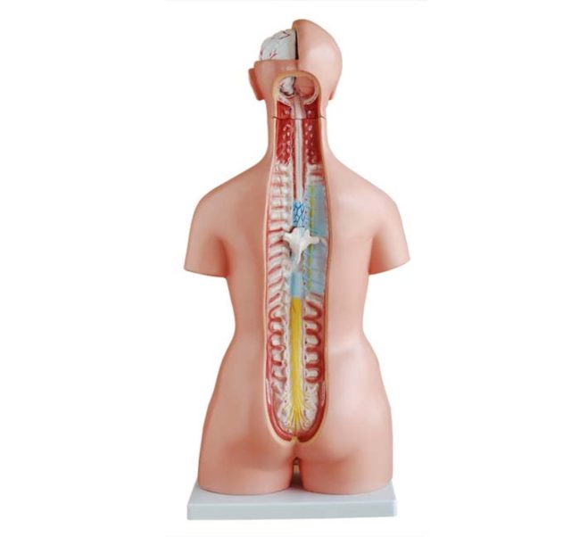 Tri-sex Torso 85CM - 21 Parts - Image 4