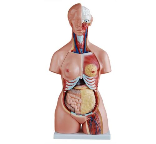 Tri-sex Torso 85CM - 21 Parts
