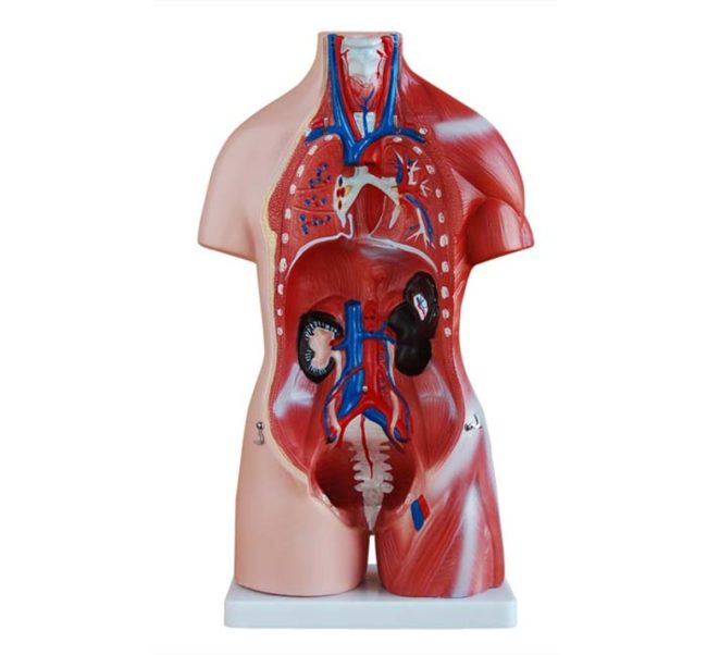 Unisex Torso 45CM-23 Parts - Image 2
