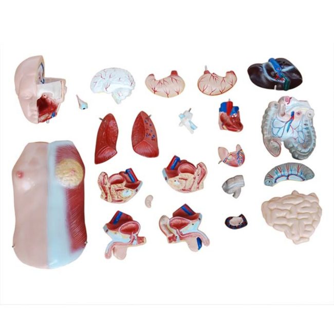 Unisex Torso 45CM-23 Parts - Image 3