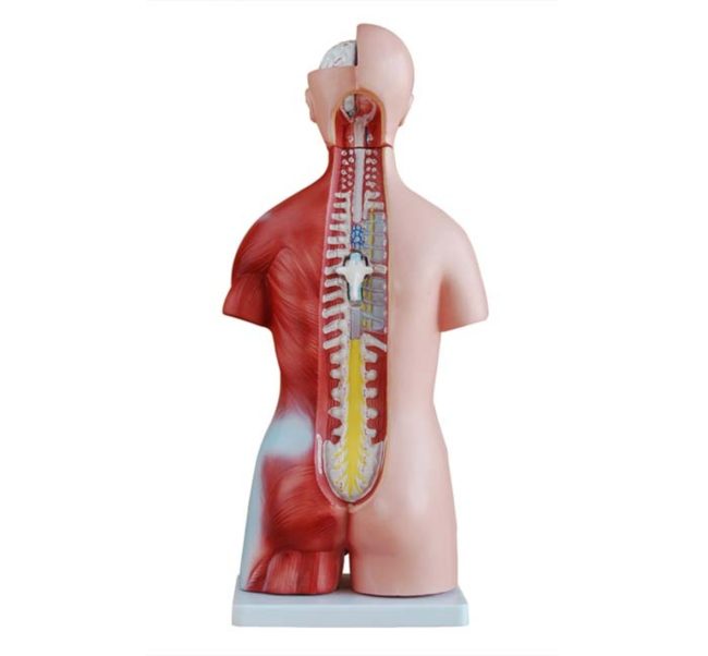 Unisex Torso 45CM-23 Parts - Image 4