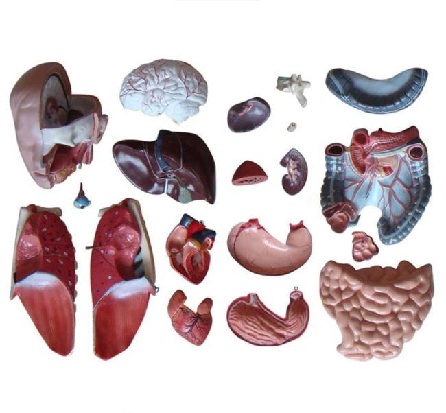 Sexless Torso 85CM - 20 Parts - Image 2