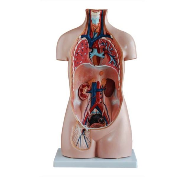 Sexless Torso 85CM - 20 Parts - Image 3