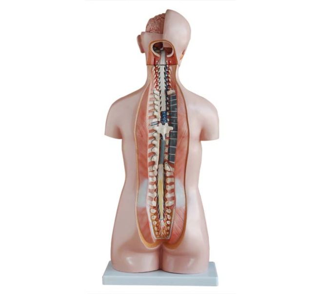 Sexless Torso 85CM - 20 Parts - Image 4
