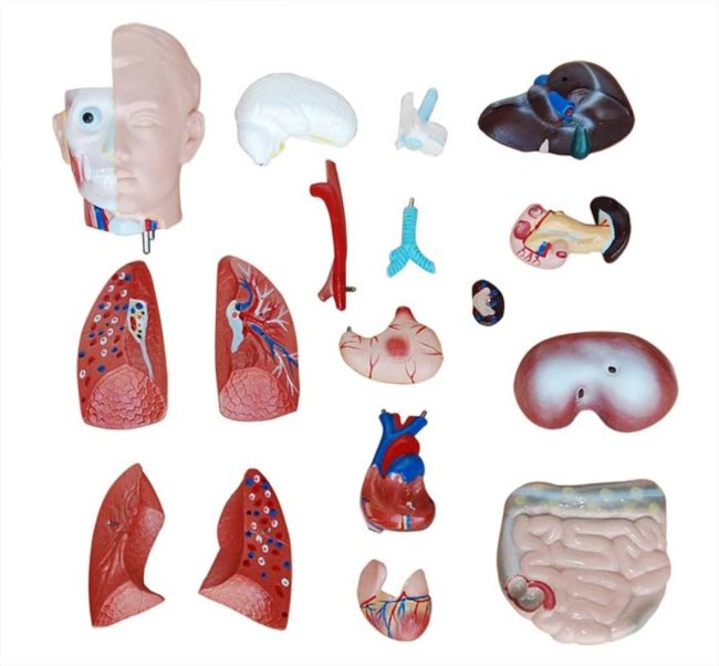 Sexless Torso 42CM- 18 Parts - Image 4