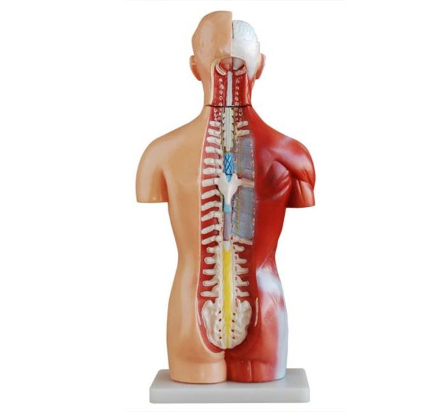 Sexless Torso 42CM- 18 Parts - Image 2