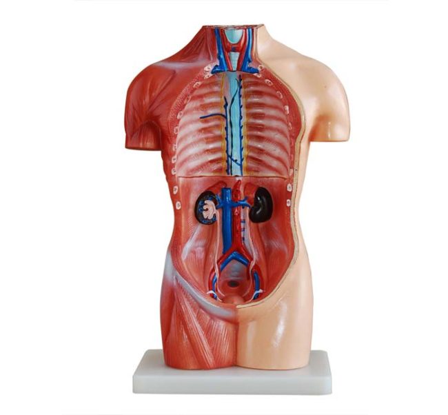 Sexless Torso 42CM- 18 Parts - Image 3