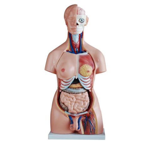 Unisex Torso 85CM - 40 Parts
