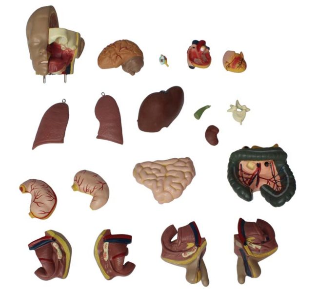 Unisex Torso 55CM-20 Parts - Image 3