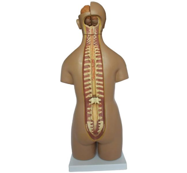 Unisex Torso 55CM-20 Parts - Image 2