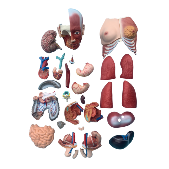 85CM Unisex Muscle Torso 30 Parts - Image 3