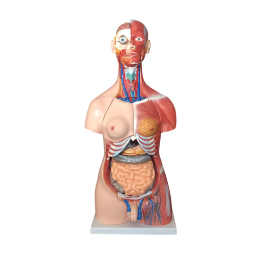 85CM Unisex Muscle Torso 30 Parts