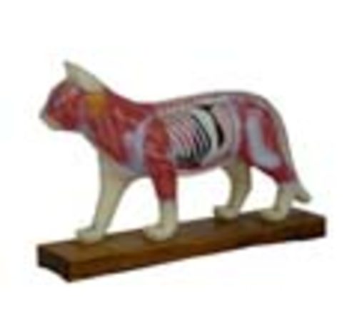 Cat Acupuncture Model