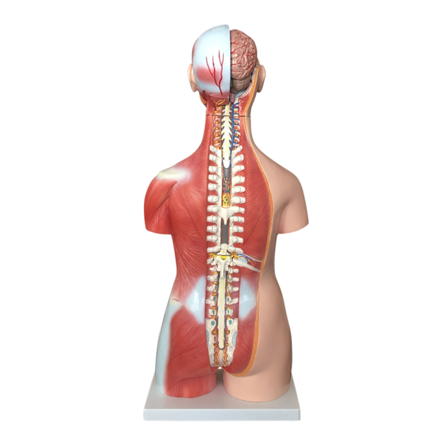 85CM Unisex Muscle Torso 30 Parts - Image 2