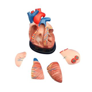 Middle Heart Model