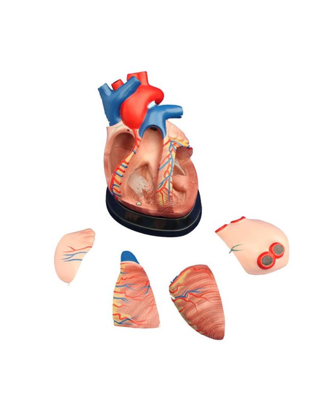 Middle Heart Model