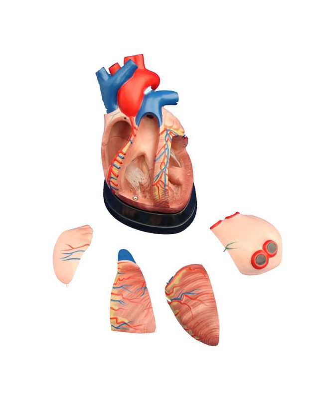 Middle Heart Model - Image 2