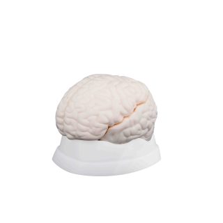 Brain Model