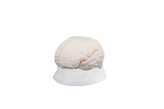 Brain Model