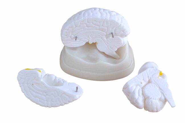 Brain Model - Image 2