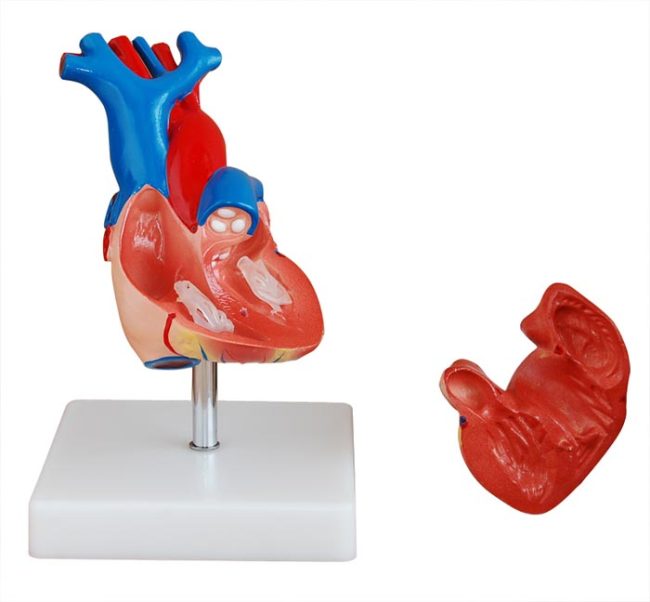 Life-Size Heart Model - Image 2