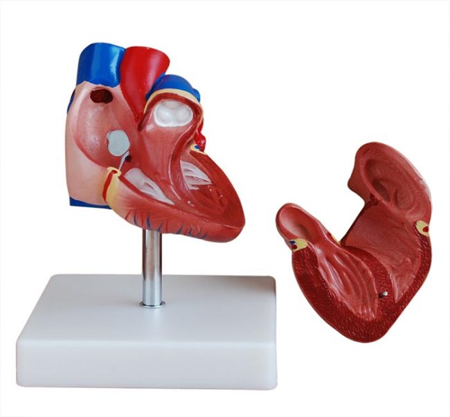 New Style Life-Size Heart Model - Image 2