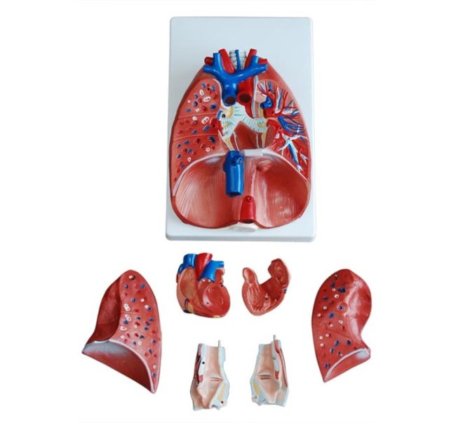 Larynx, Heart and Lung Model - Image 2