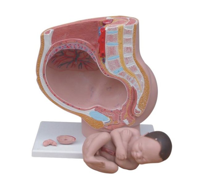 Human Female Pelvis Section (4 parts) - Image 2