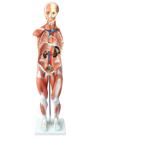 Human Muscle Model Male 80cm (27 Parts) - Image 3