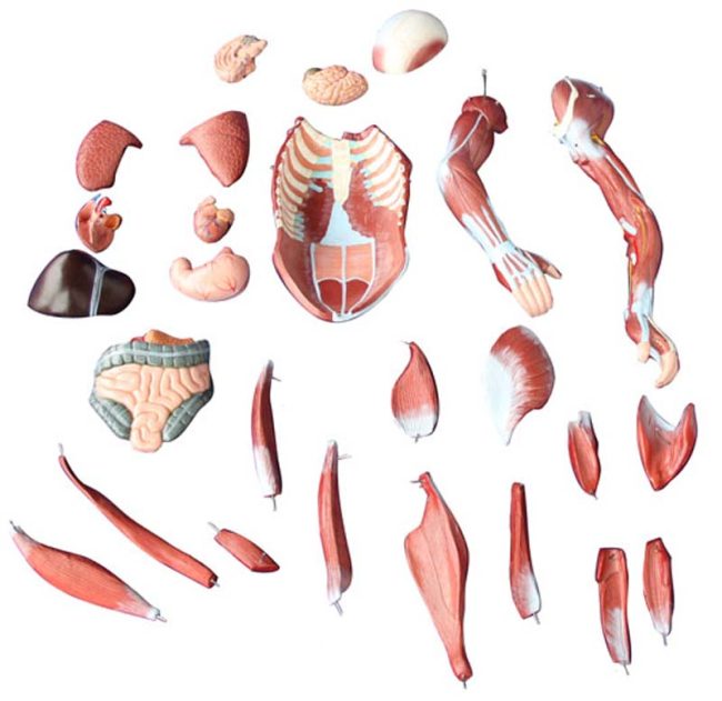 Human Muscle Model Male 80cm (27 Parts) - Image 2