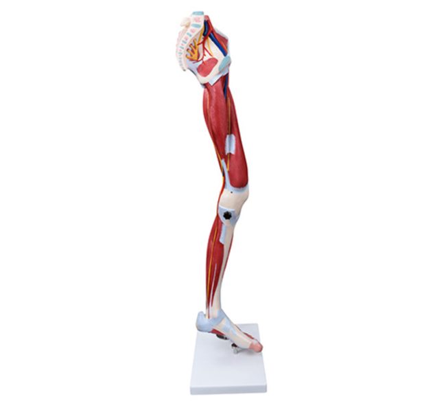 Muscle of Human Leg (13Parts) - Image 2